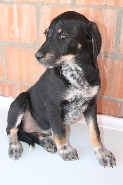 მეტისი ლაქი