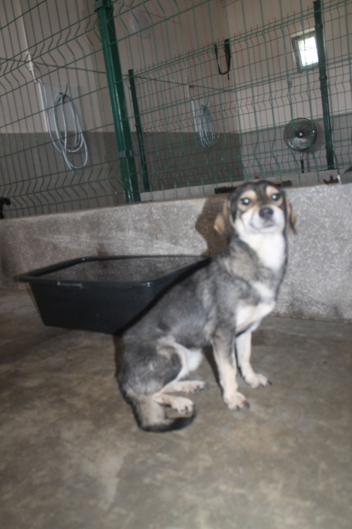 მეტისი უსახელო