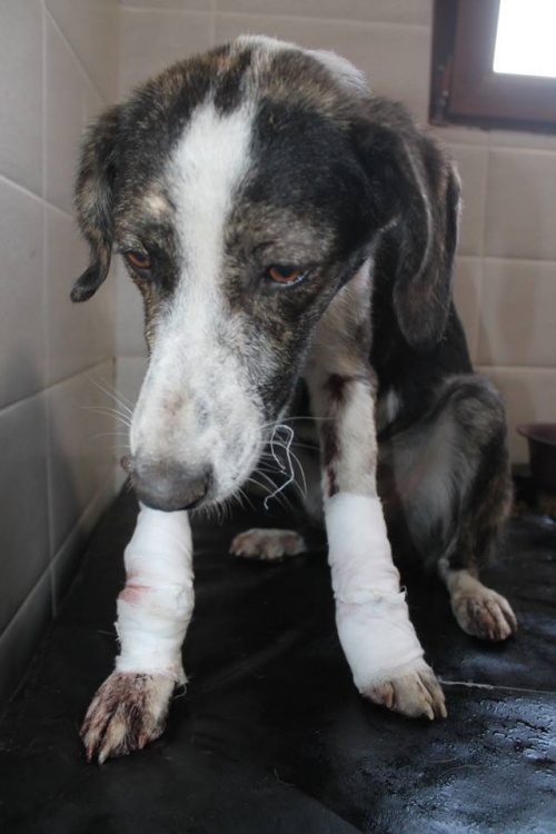 მეტისი უსახელო