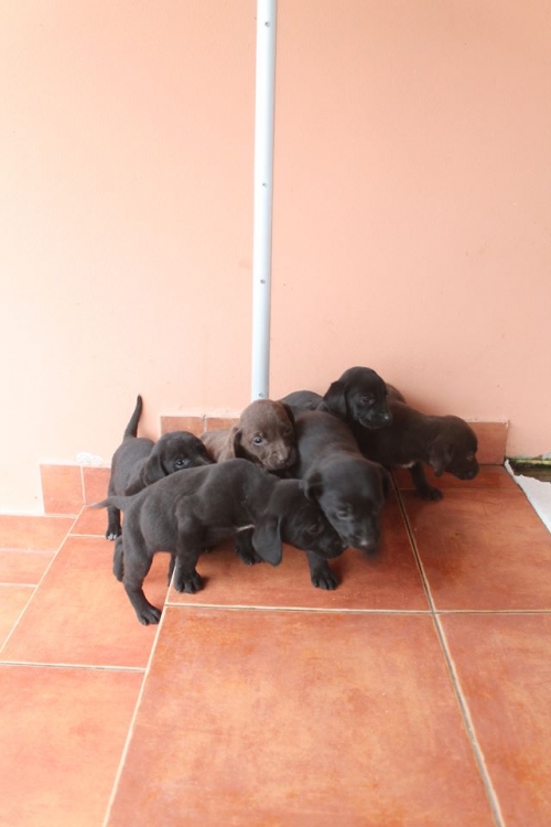 ლაბრადორის მეტისი უსახელო