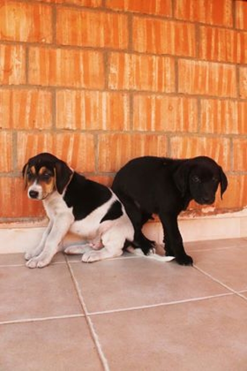 მეტისი უსახელო