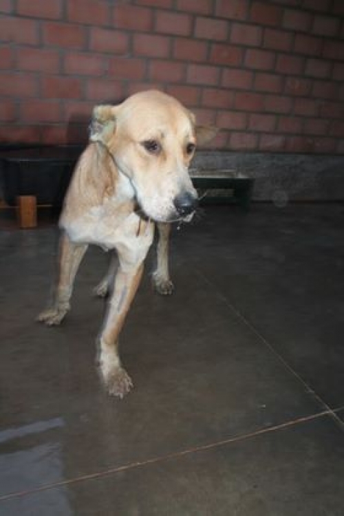 ქართული ნაგაზი უსახელო