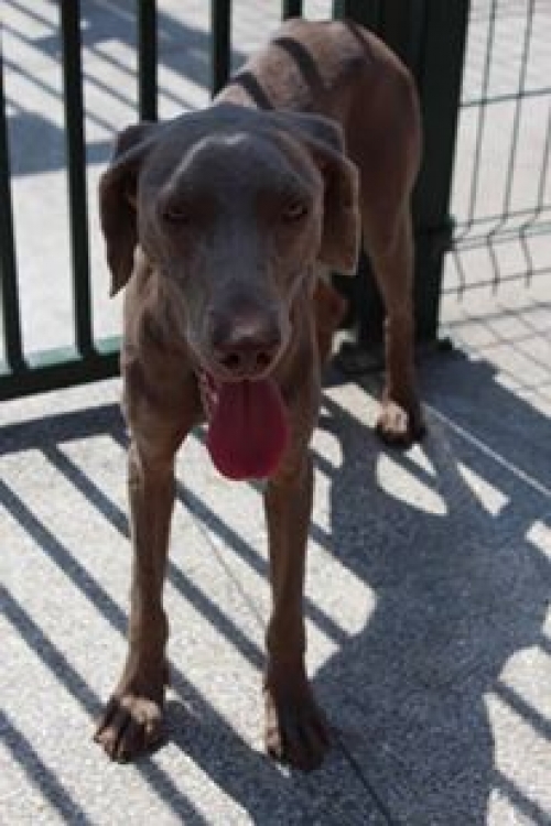 ვეიმარანერი უსახელო