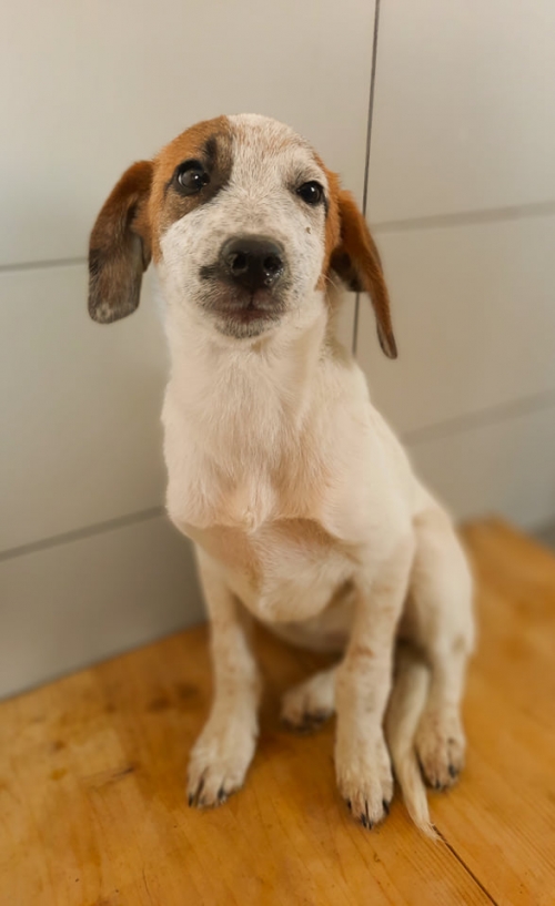 მეტისი ჩააბარა ქვარცხავა ნუკა.