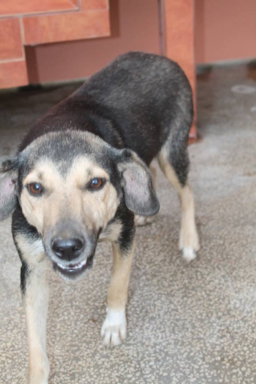 მეტისი უსახელო