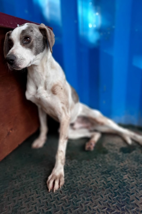 მეტისი ტასო ლოსაბერიძე