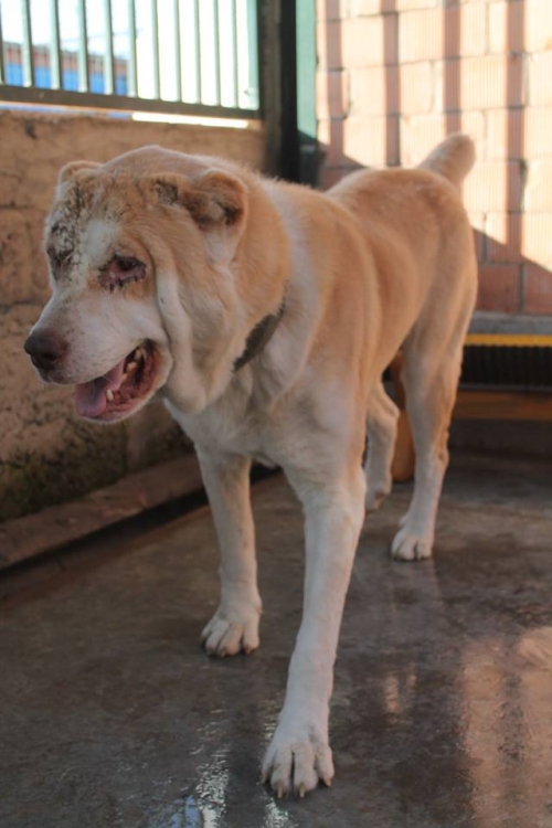 ქართული ნაგაზი უსახელო