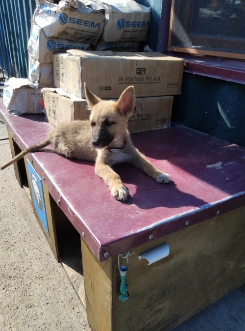 მეტისი ფონიჭალა