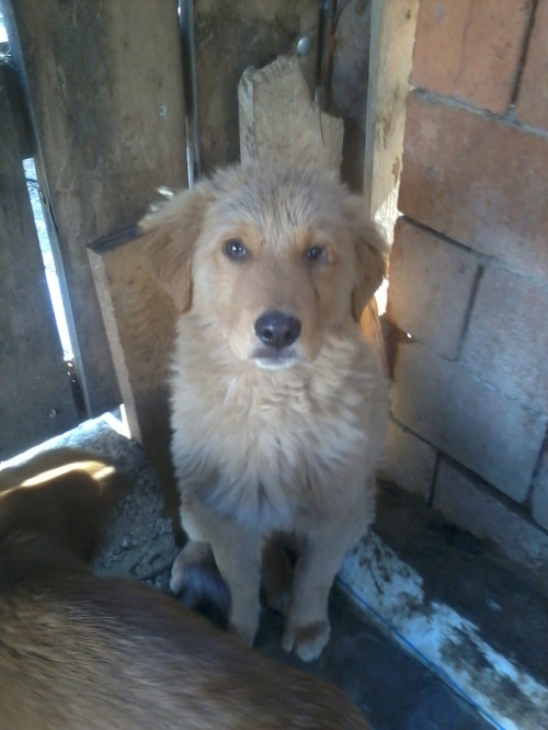 ქართული ქოფაკი რიჟიკა