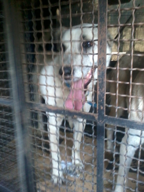 მეტისი უსახელო