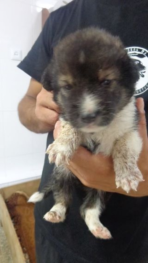 მეტისის ლეკვები ბოთე