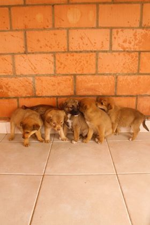 ქართული ქოფაკი უსახელო