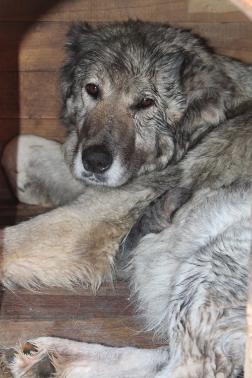 მეტისი უსახელო