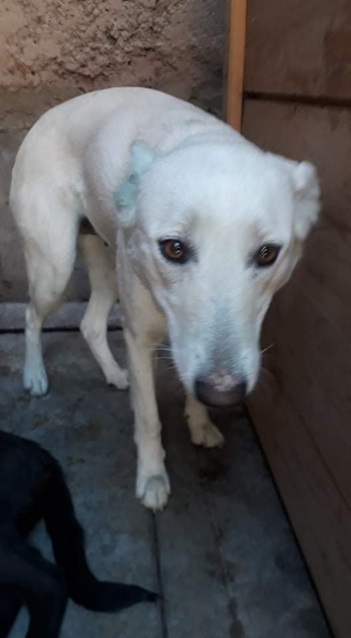 მეტისი უსახელო