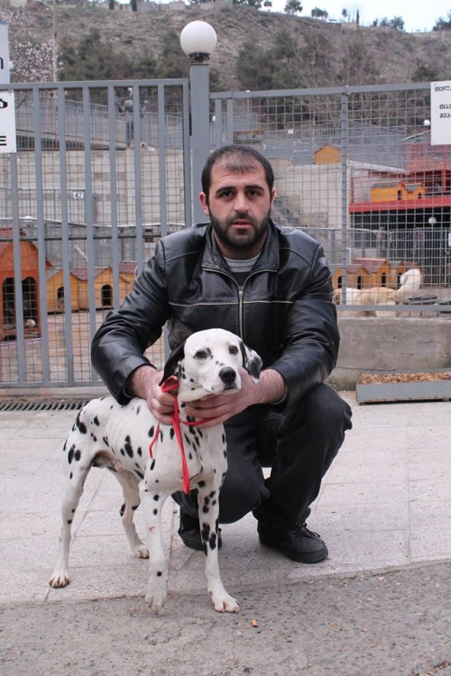 დალმატინი უსახელო