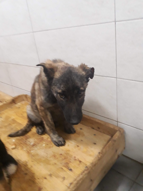 მეტისი უსახელო