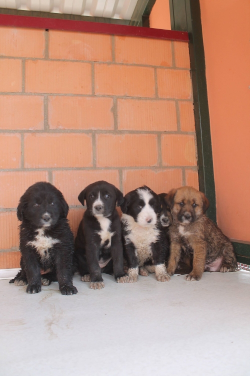 ქართული ქოფაკი უსახელო