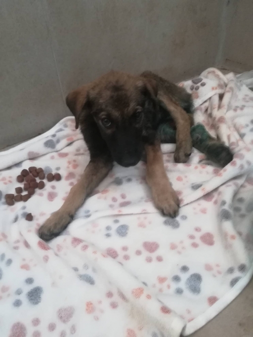 მეტისი ლილოს გზაზე ნაპოვნი