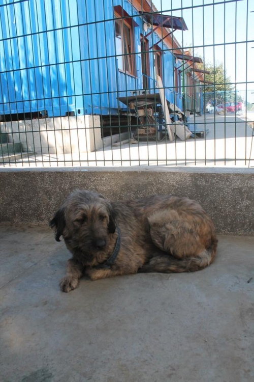 შნაუცერი უსახელო