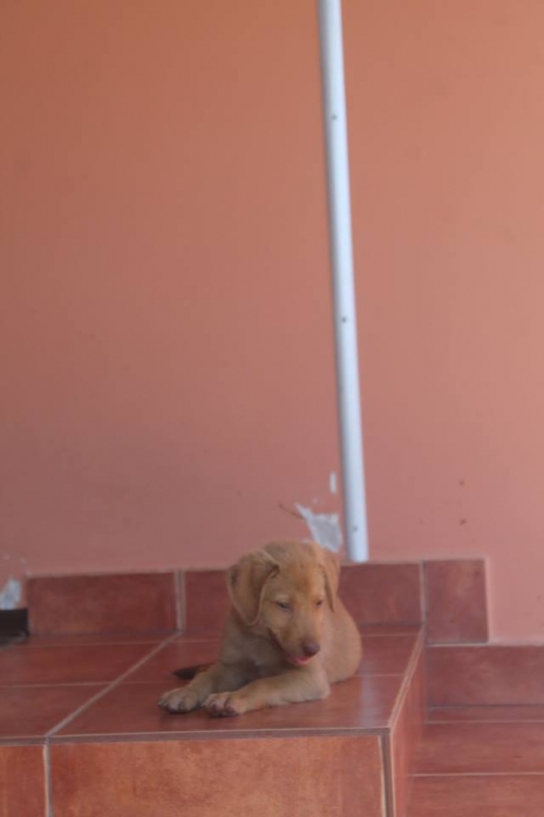 მეტისი უსახელო