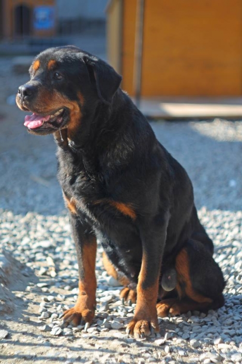 როტვეილერი უსახელო