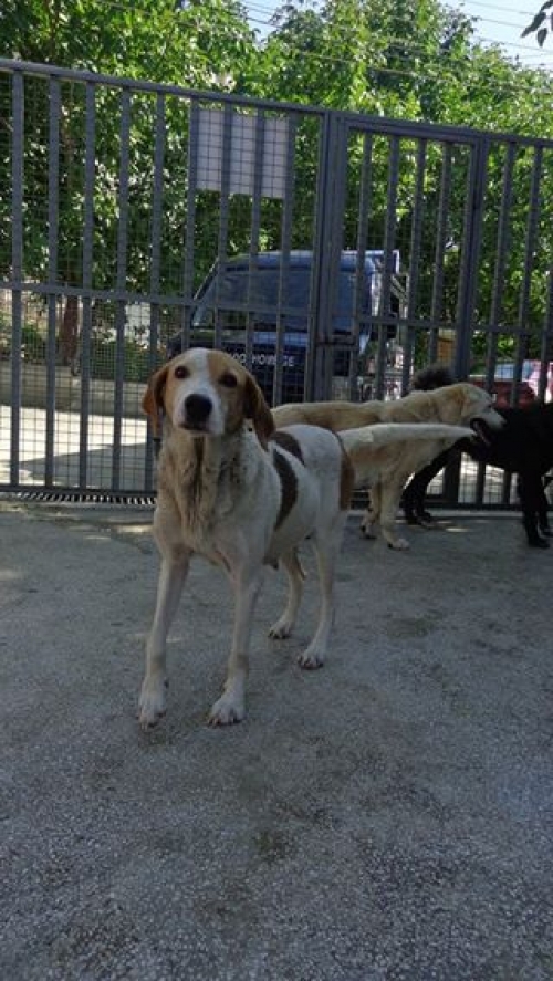 მეტისი ცუცა