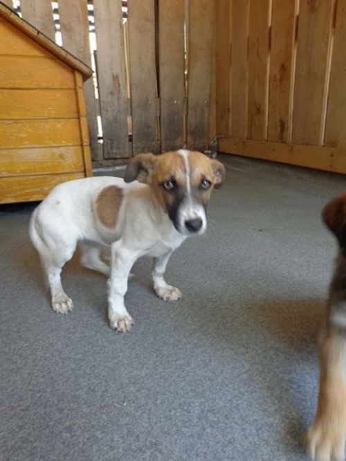 მეტისის ლეკვები უსახელო