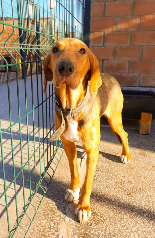 გონჩი ჯესი