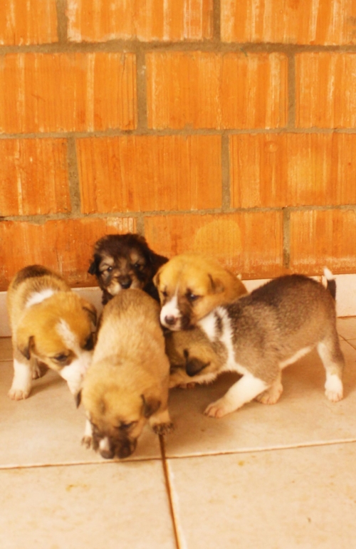 ქართული ქოფაკი უსახელო