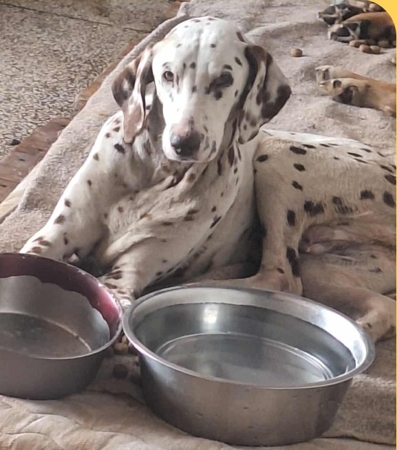 დალმატინელი. გორის თავშესაფარი