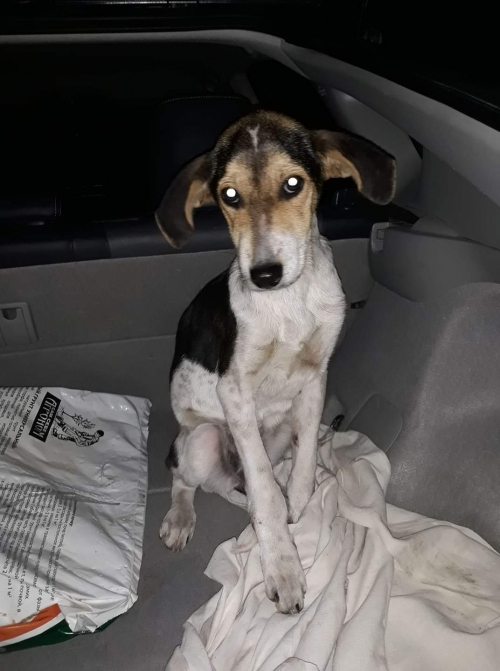 მეტისი უსახელო