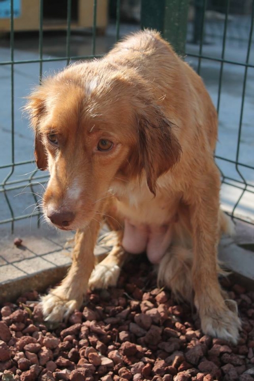 კოკერსპანიელი უსახელო