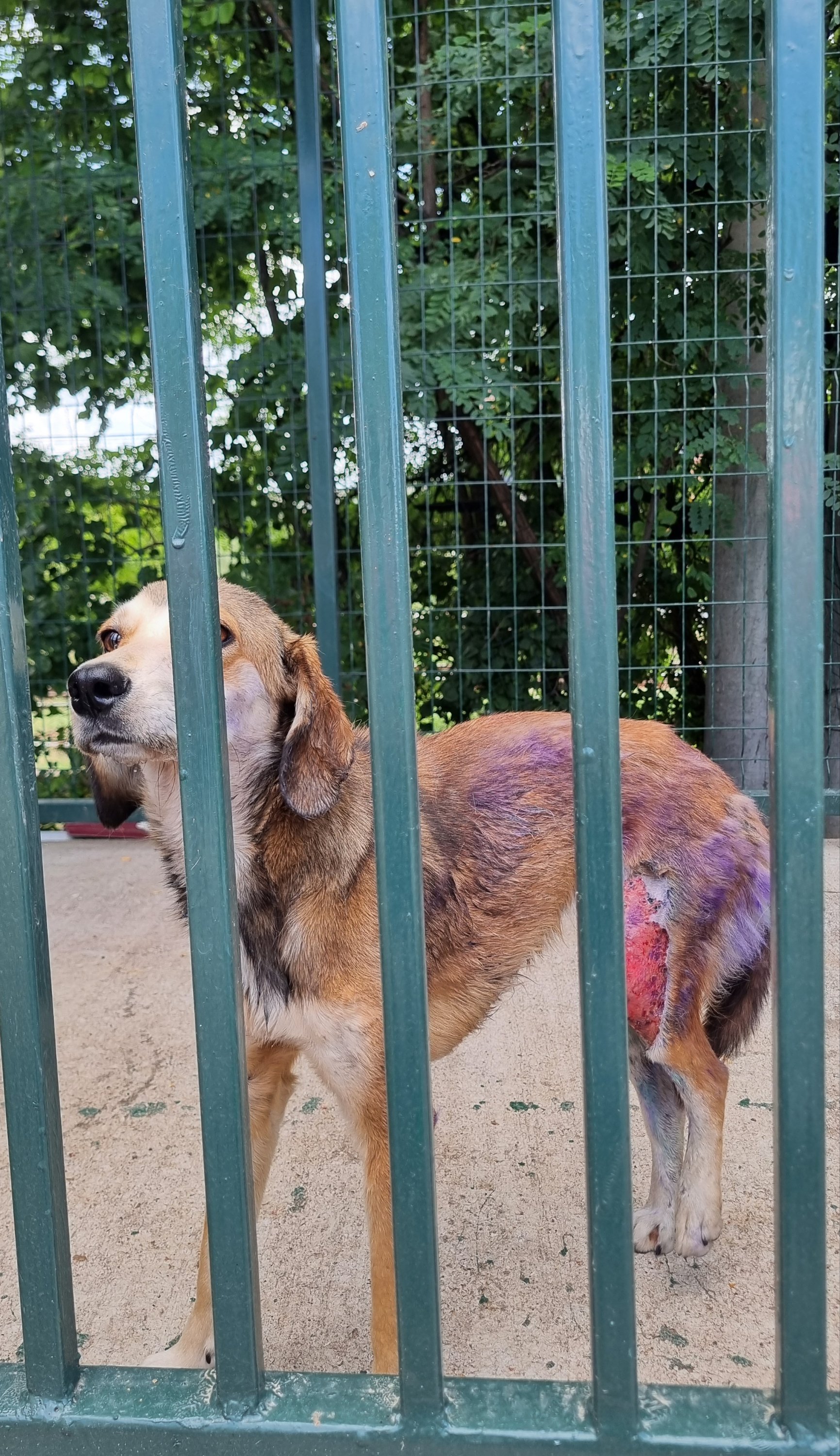 მეტისი. დუშეთი