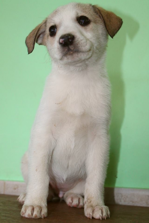 მეტისი უსახელო