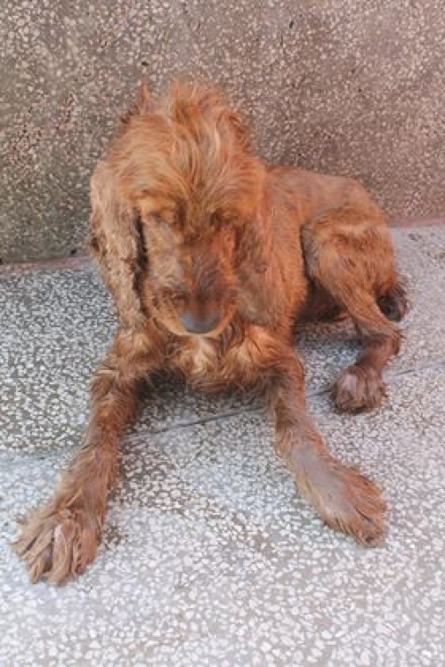 კოკერსპანიელი უსახელო