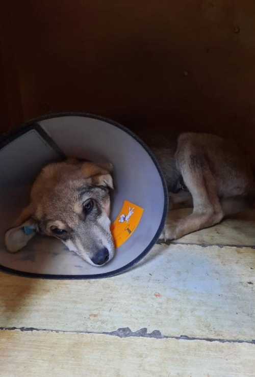 მეტისი ეთუნა კაპანაძე