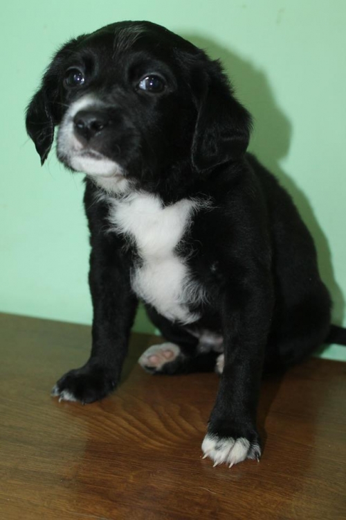 ლაიკის მეტისი უსახელო