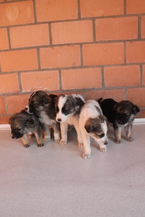 მეტისის ლეკვები უსახელო