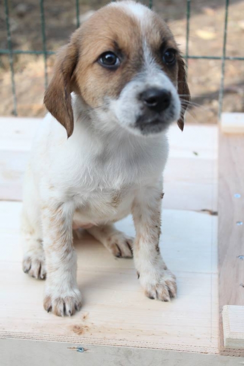 მეტისი უსახელო