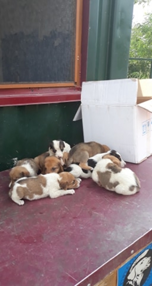 მეტისი უსახელო