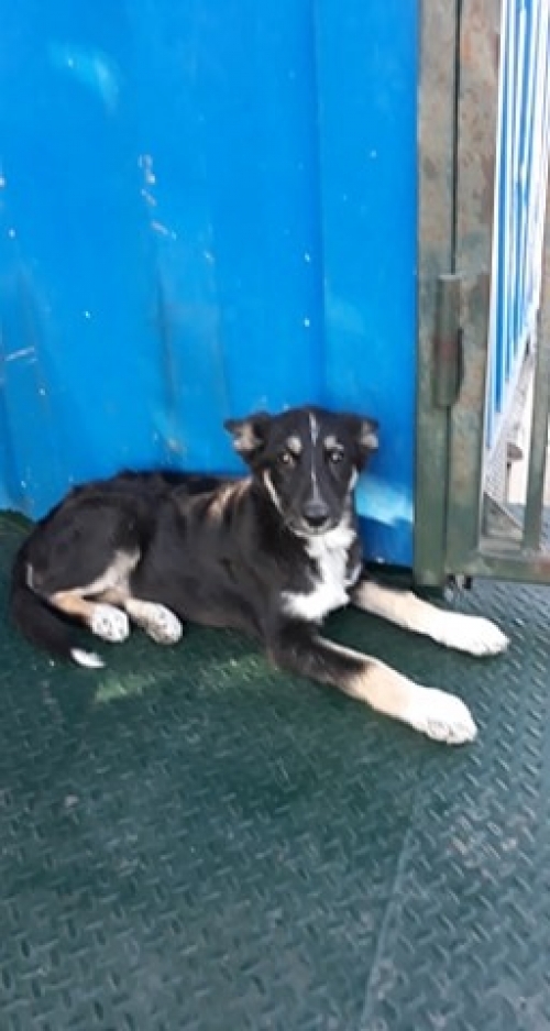 მეტისი ლილუ