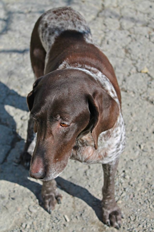 კურცხაარი დორა