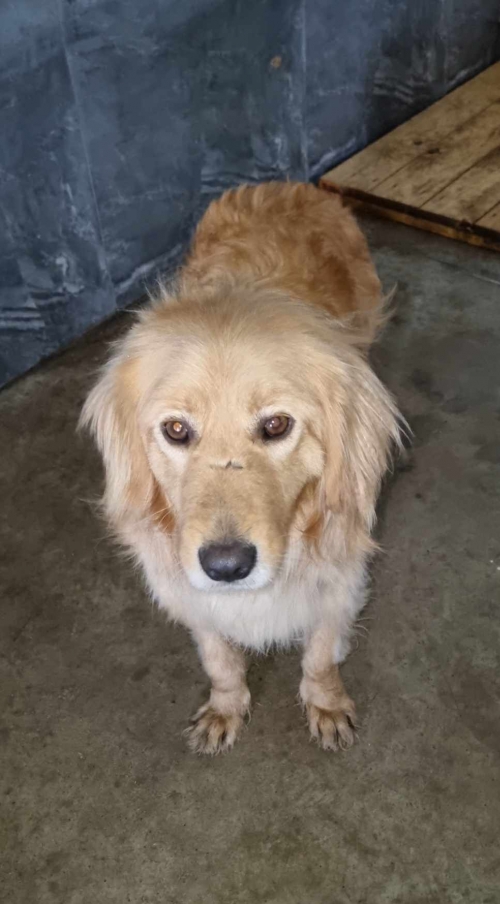 მეტისი სამტრედია გამოაგდეს ბენზინ გასამართ სადგური გალფიდან