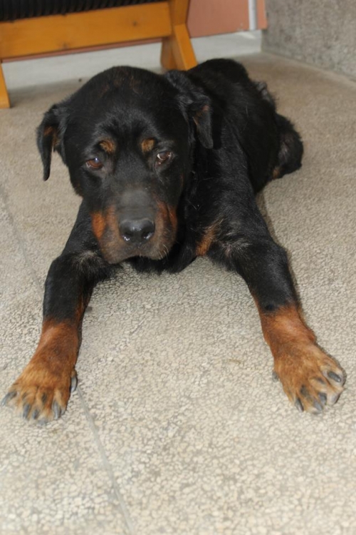 როტვეილერი ლედი