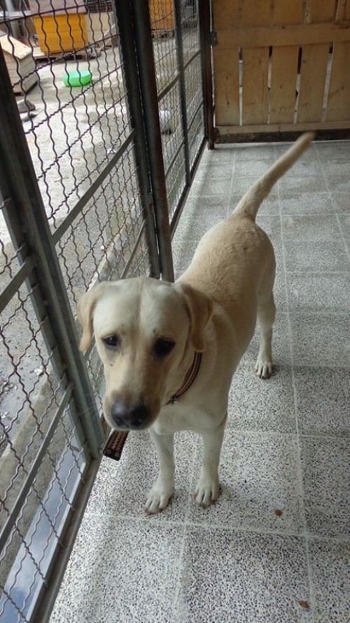 ლაბრადორი პეპე