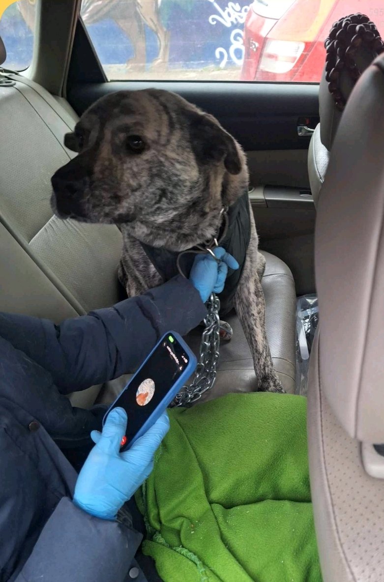 თელავი. რიჩი