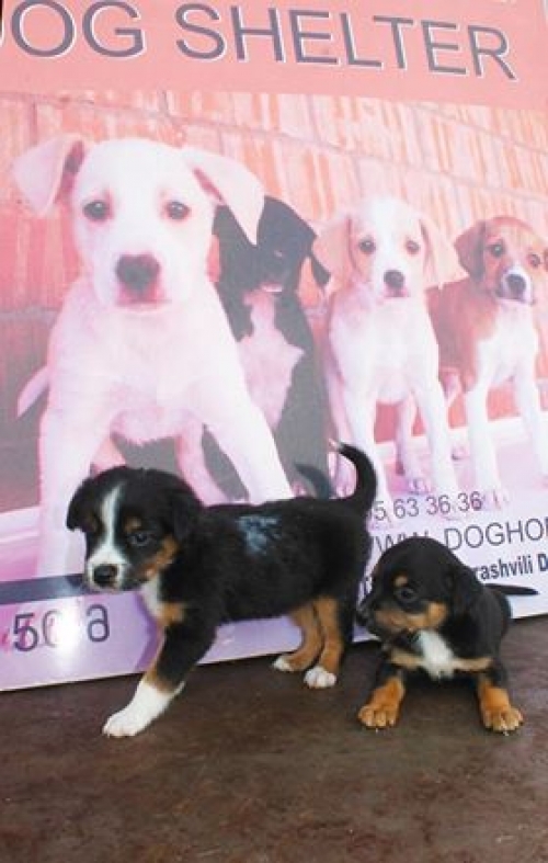 მეტისი უსახელო