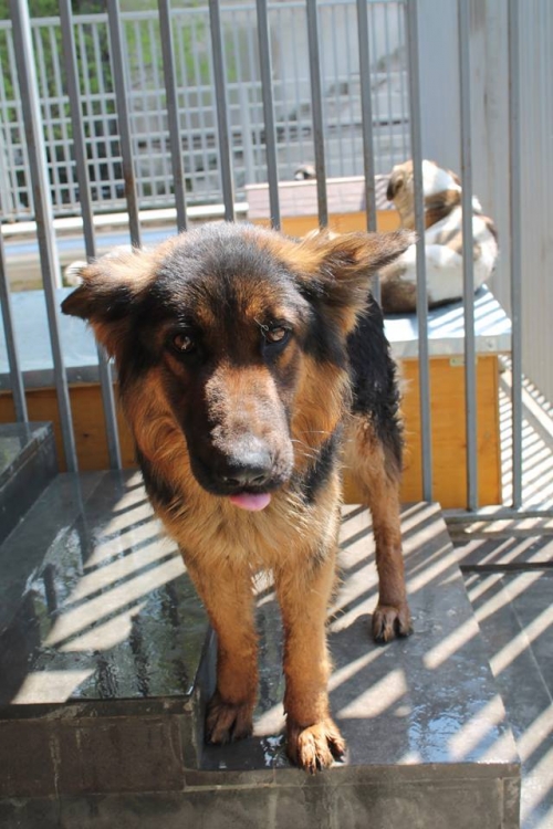 გერმანული ნაგაზი უსახელო