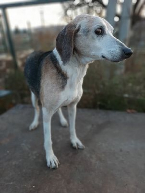 მეტისი მუხიანში იპოვა