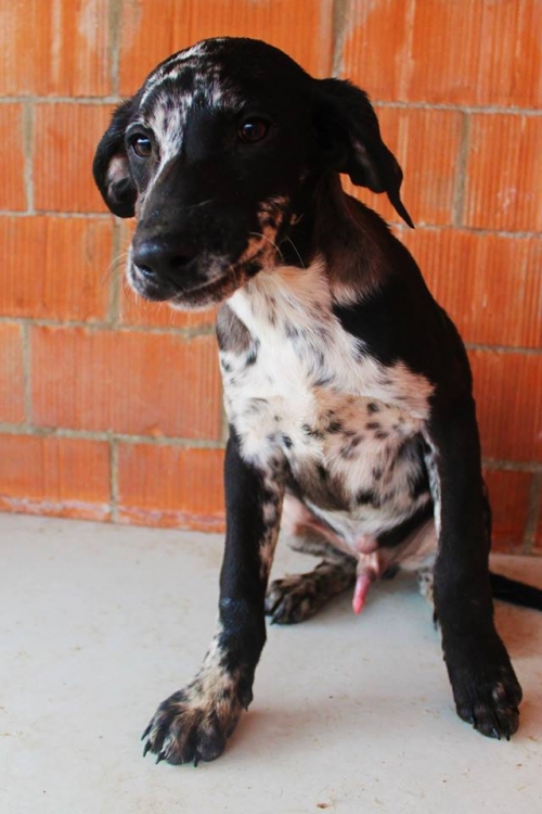 კურცხაალის მეტისი უსახელო